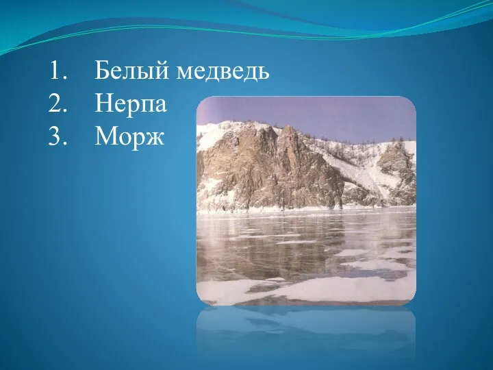 Белый медведь Нерпа Морж