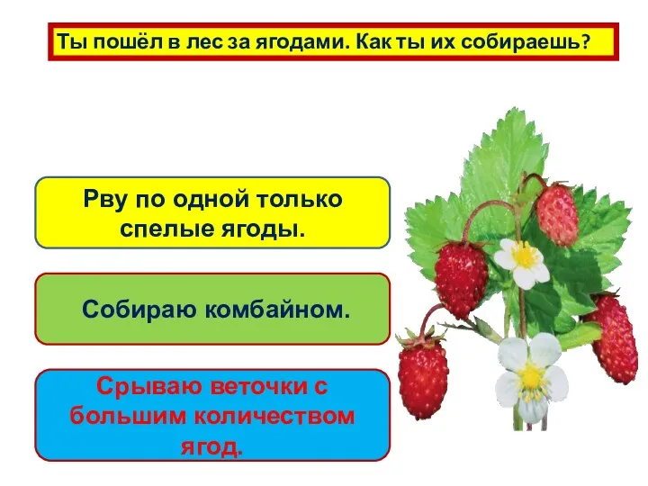 Ты пошёл в лес за ягодами. Как ты их собираешь? Рву по одной