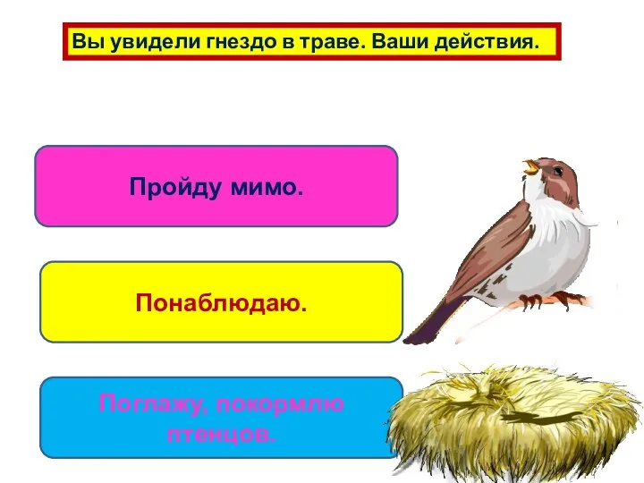 Вы увидели гнездо в траве. Ваши действия. Пройду мимо. Понаблюдаю. Поглажу, покормлю птенцов.