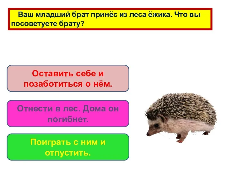 Ваш младший брат принёс из леса ёжика. Что вы посоветуете брату? Оставить себе