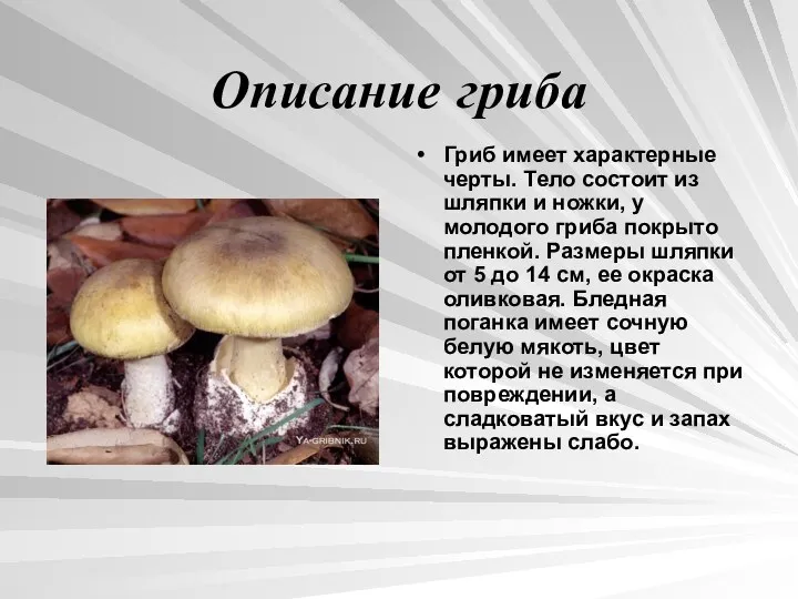 Описание гриба Гриб имеет характерные черты. Тело состоит из шляпки