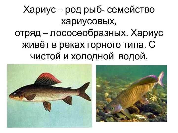 Хариус – род рыб- семейство хариусовых, отряд – лососеобразных. Хариус живёт в реках