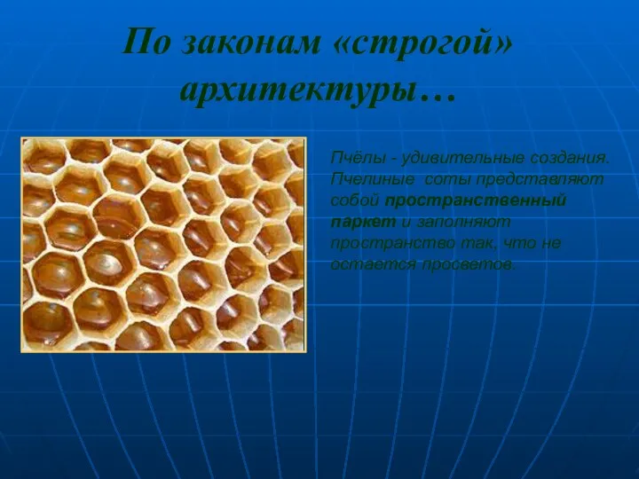 По законам «строгой» архитектуры… Пчёлы - удивительные создания. Пчелиные соты