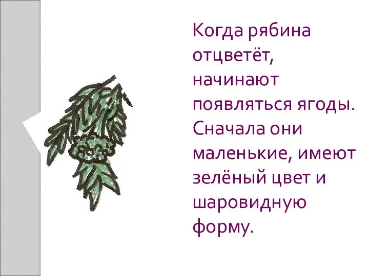 Когда рябина отцветёт, начинают появляться ягоды. Сначала они маленькие, имеют зелёный цвет и шаровидную форму.