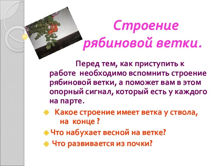 Строение рябиновой ветки. Перед тем, как приступить к работе необходимо