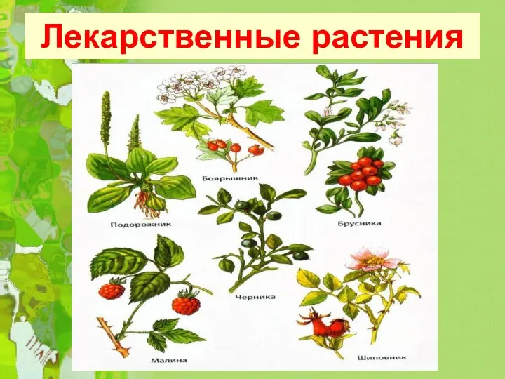 Лекарственные растения