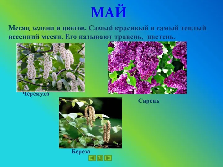 Черемуха Сирень Береза МАЙ Месяц зелени и цветов. Самый красивый