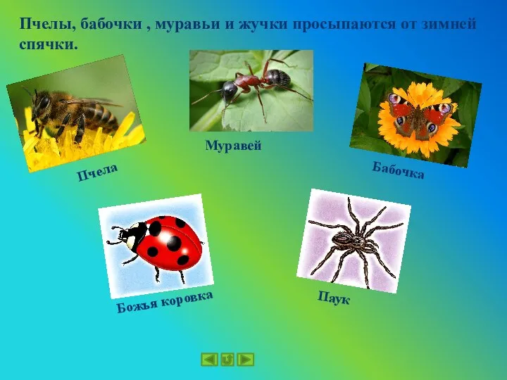 Пчелы, бабочки , муравьи и жучки просыпаются от зимней спячки. Пчела Муравей Бабочка Божья коровка Паук