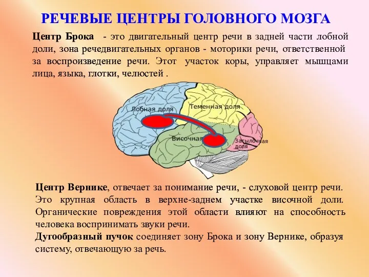 Речевые центры головного мозга Центр Брока - это двигательный центр