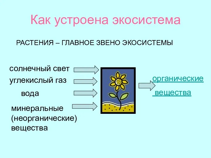 Как устроена экосистема солнечный свет вода минеральные (неорганические) вещества органические