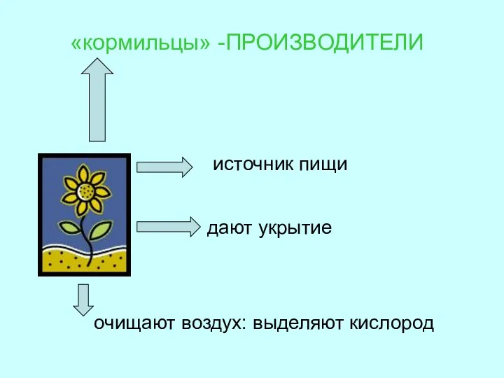 источник пищи очищают воздух: выделяют кислород дают укрытие «кормильцы» -ПРОИЗВОДИТЕЛИ