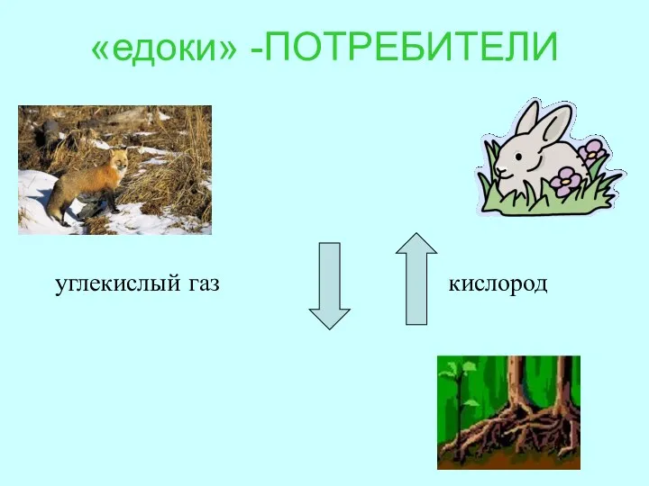 «едоки» -ПОТРЕБИТЕЛИ органические вещества органические вещества кислород углекислый газ