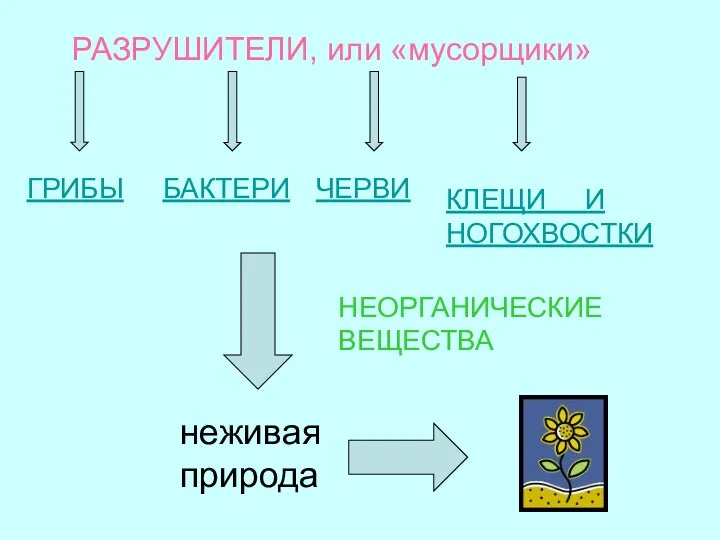 РАЗРУШИТЕЛИ, или «мусорщики» ГРИБЫ БАКТЕРИ ЧЕРВИ КЛЕЩИ И НОГОХВОСТКИ НЕОРГАНИЧЕСКИЕ ВЕЩЕСТВА неживая природа