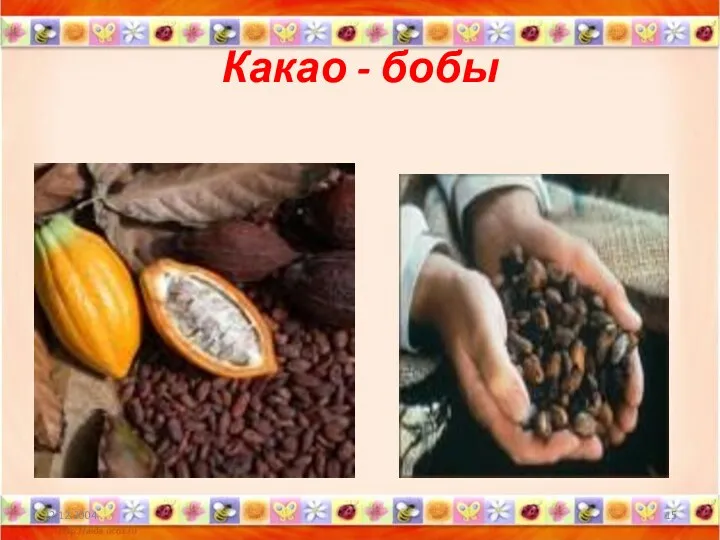 Какао - бобы