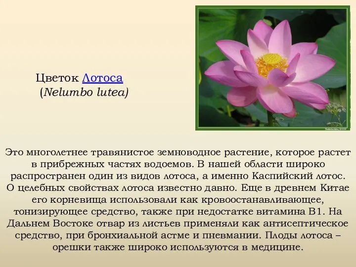 Цветок Лотоса (Nelumbo lutea) Это многолетнее травянистое земноводное растение, которое