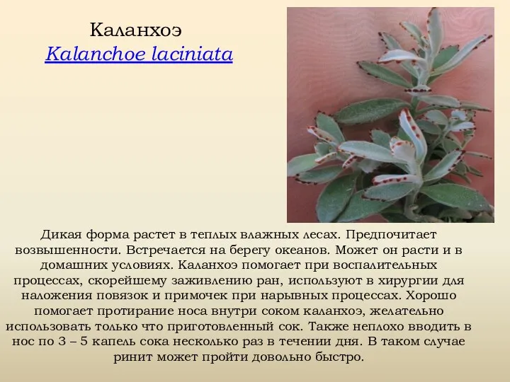 Каланхоэ Kalanchoe laciniata Дикая форма растет в теплых влажных лесах.