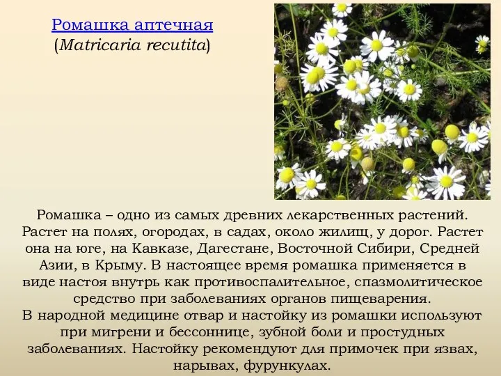 Ромашка аптечная (Matricaria recutita) Ромашка – одно из самых древних