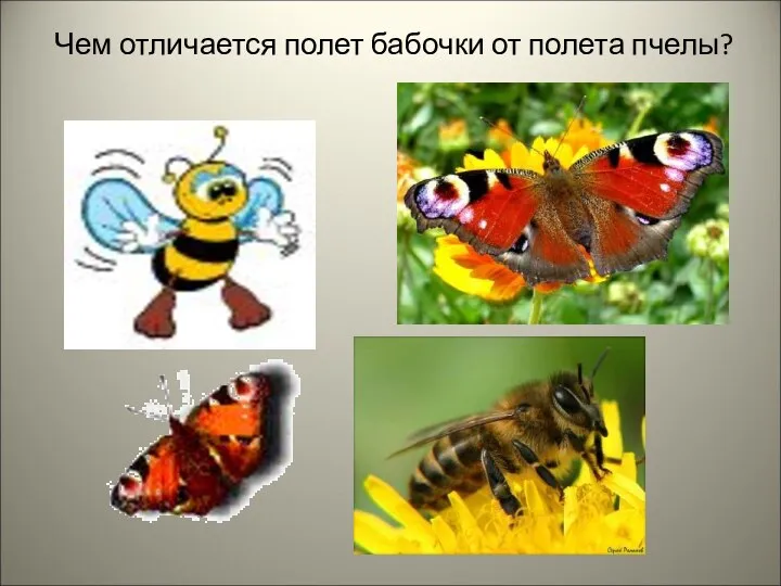 Чем отличается полет бабочки от полета пчелы?