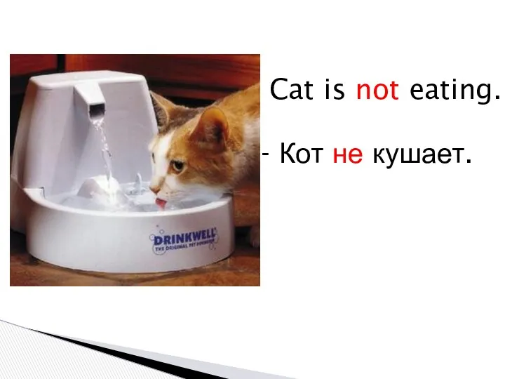 Cat is not eating. - Кот не кушает.