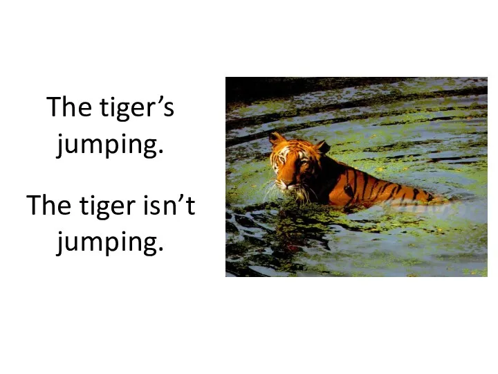 The tiger’s jumping. The tiger isn’t jumping.