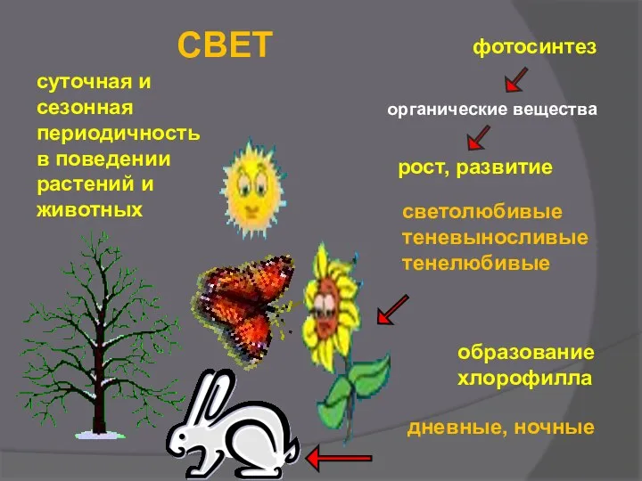 фотосинтез органические вещества рост, развитие образование хлорофилла суточная и сезонная периодичность в поведении