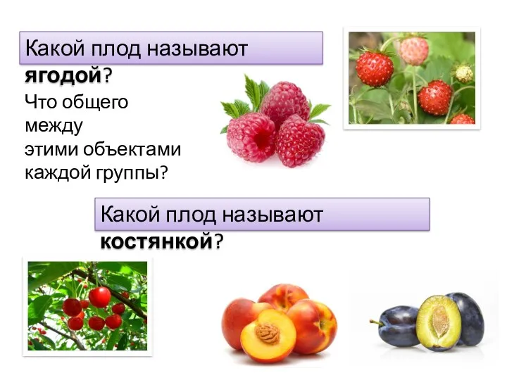 Какой плод называют ягодой? Что общего между этими объектами каждой группы? Какой плод называют костянкой?