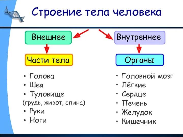 Строение тела человека Голова Шея Туловище (грудь, живот, спина) Руки