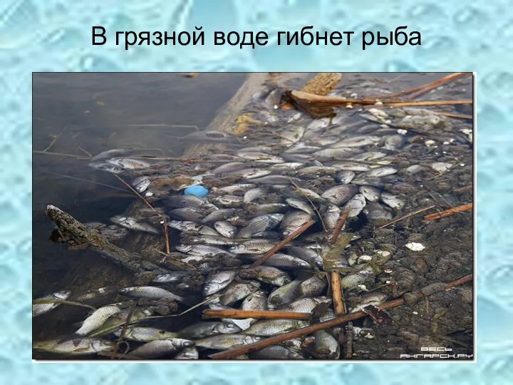 В грязной воде гибнет рыба