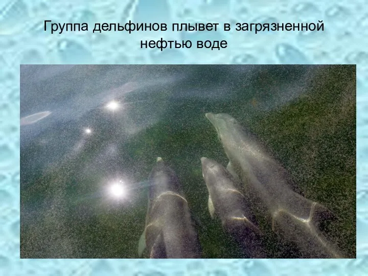 Группа дельфинов плывет в загрязненной нефтью воде