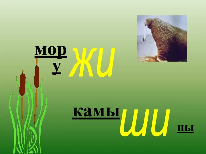 жи ши ны камы у мор