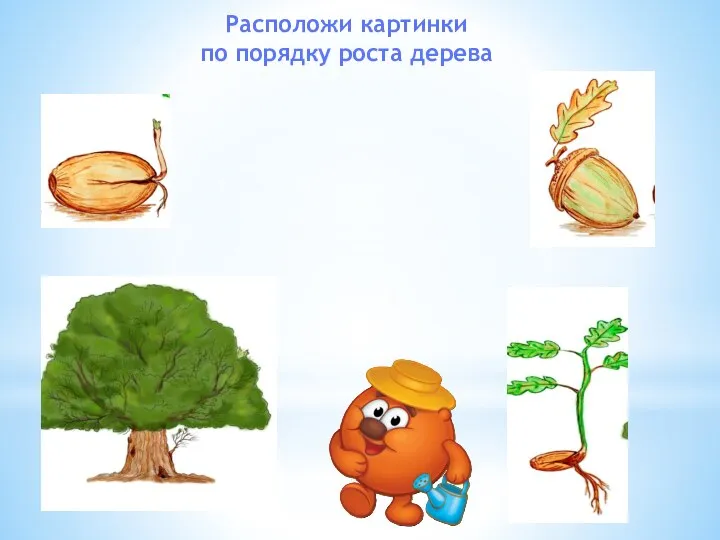 Расположи картинки по порядку роста дерева