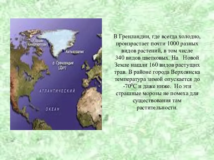 В Гренландии, где всегда холодно, произрастает почти 1000 разных видов