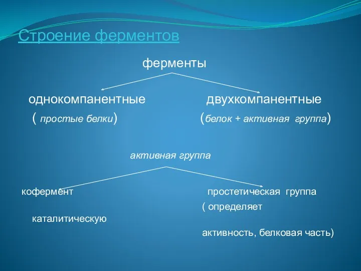 Строение ферментов ферменты однокомпанентные двухкомпанентные ( простые белки) (белок +