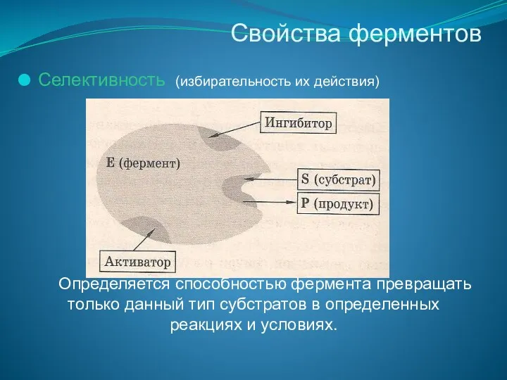 Свойства ферментов Селективность (избирательность их действия) Определяется способностью фермента превращать