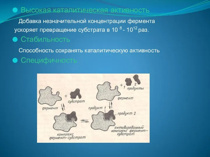 Высокая каталитическая активность Добавка незначительной концентрации фермента ускоряет превращение субстрата