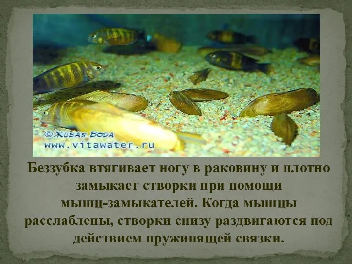 Беззубка втягивает ногу в раковину и плотно замыкает створки при помощи мышц-замыкателей. Когда