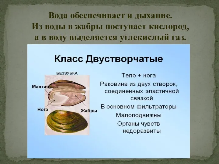 Вода обеспечивает и дыхание. Из воды в жабры поступает кислород, а в воду выделяется углекислый газ.