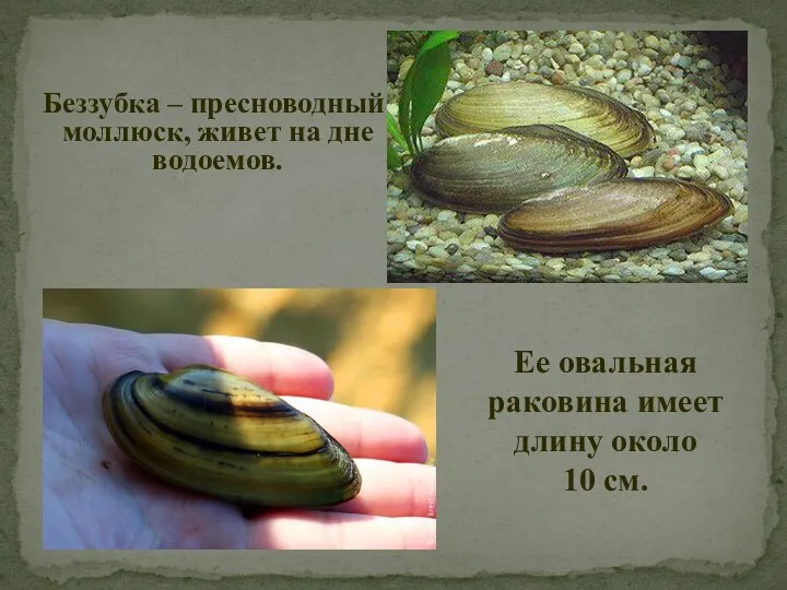 Беззубка – пресноводный моллюск, живет на дне водоемов. Ее овальная раковина имеет длину около 10 см.