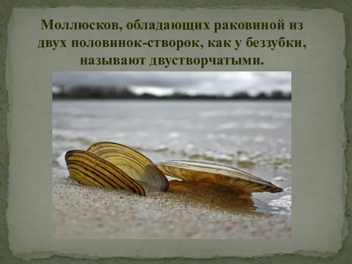 Моллюсков, обладающих раковиной из двух половинок-створок, как у беззубки, называют двустворчатыми.