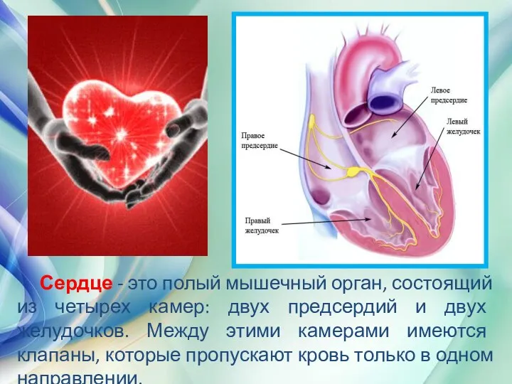 Сердце - это полый мышечный орган, состоящий из четырех камер: