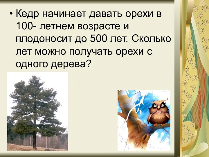 Кедр начинает давать орехи в 100- летнем возрасте и плодоносит