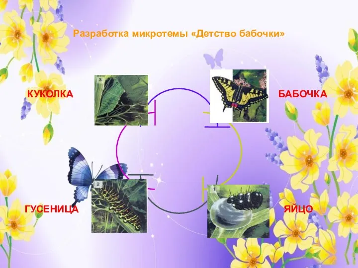 Разработка микротемы «Детство бабочки» БАБОЧКА ЯЙЦО ГУСЕНИЦА КУКОЛКА