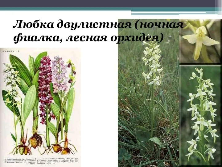 Любка двулистная (ночная фиалка, лесная орхидея)