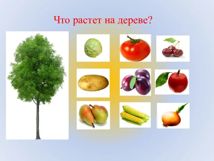 Что растет на дереве?