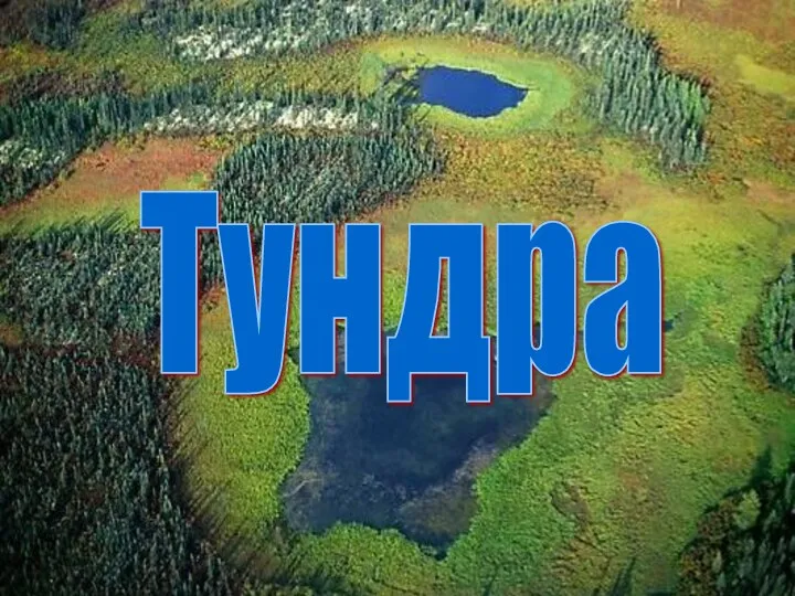 Тундра