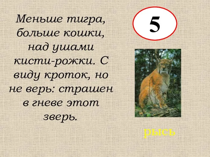 5 Меньше тигра, больше кошки, над ушами кисти-рожки. С виду