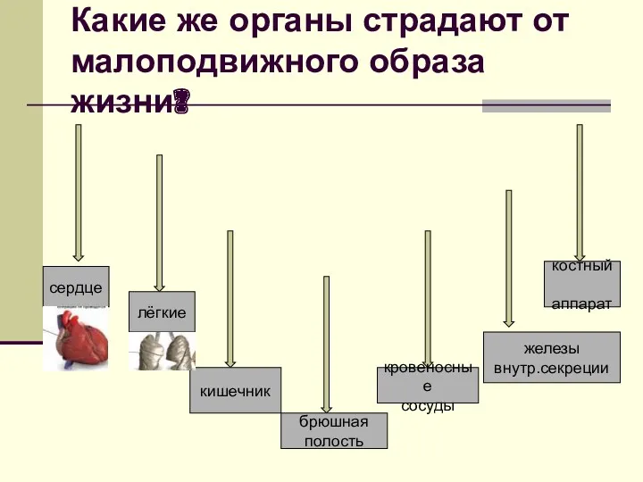 Какие же органы страдают от малоподвижного образа жизни? сердце лёгкие