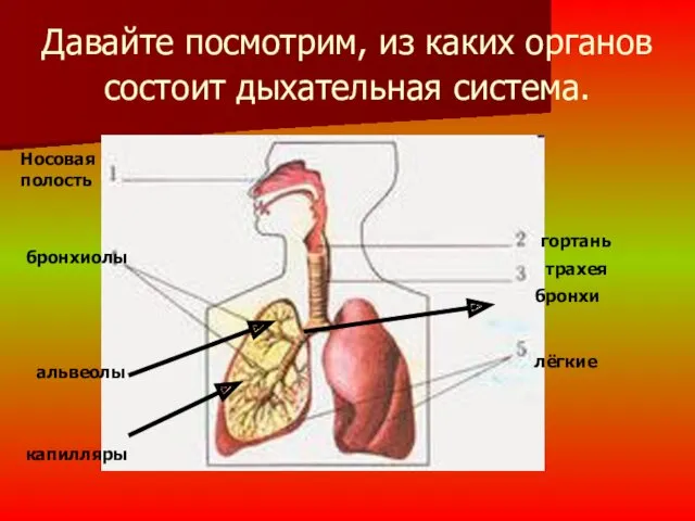 Давайте посмотрим, из каких органов состоит дыхательная система. Носовая полость