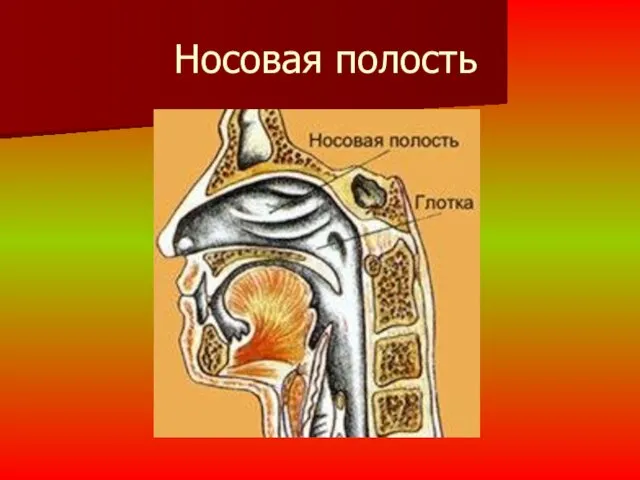 Носовая полость