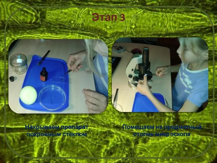 Этап 3 Накрываем препарат покровным стеклом Помещаем на предметный столик микроскопа